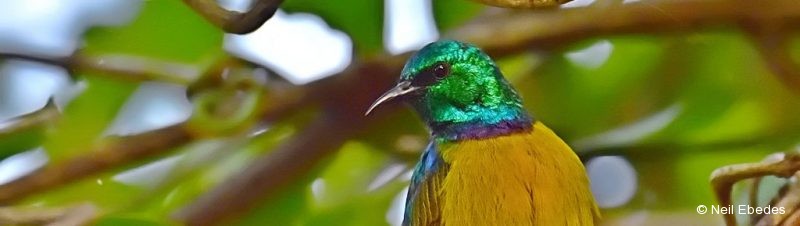 Sunbird, Collared