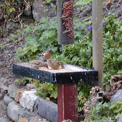 Cecilia forest, Cape Town - August 2003