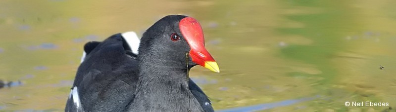 Moorhen, Common