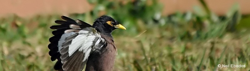 Myna, Common