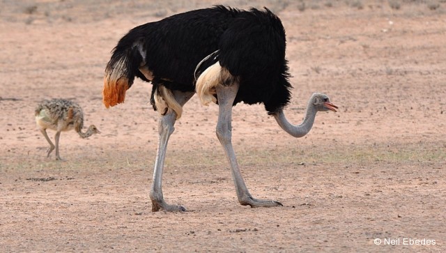 Ostrich,  Common