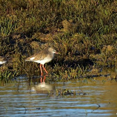 Port Elizabeth - 2016