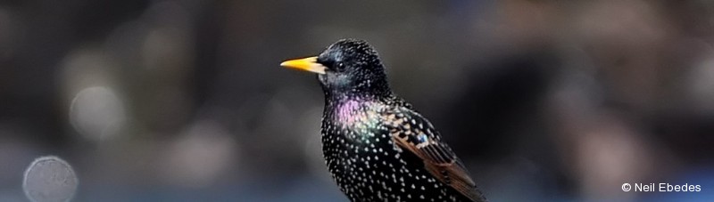 Starling, Common
