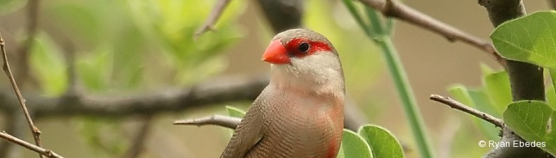Waxbill, Common