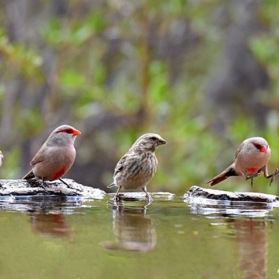Witsand National Park, December 2015