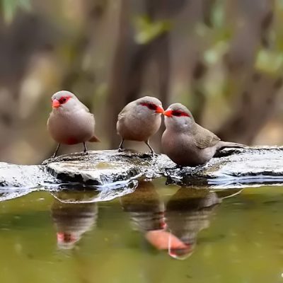 Witsand National Park, Northern Cape - December 2015
