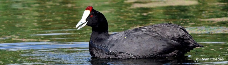 Coot, Red-knobbed