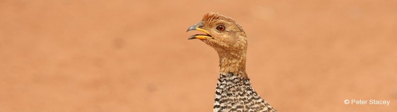 Francolin, Coqui