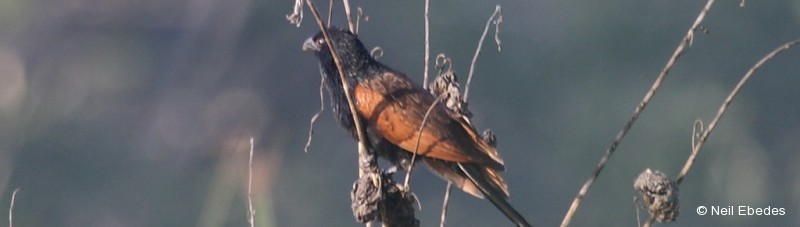 Coucal, Black