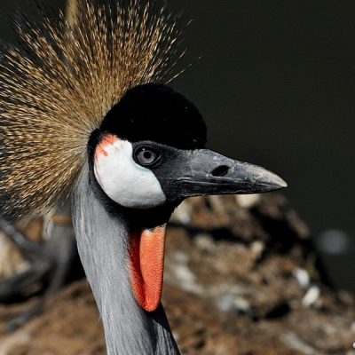 Austin Roberts Bird Sanctuary,  May 2012