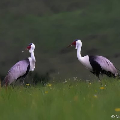 Vrederus farm,  Naudes Nek, Eastern Cape - January 2017