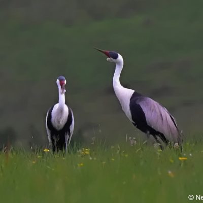 Vrederus farm,  Naudes Nek, Eastern Cape - January 2017