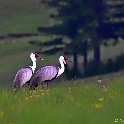 Vrederus farm,  Naudes Nek, Eastern Cape -January 2017