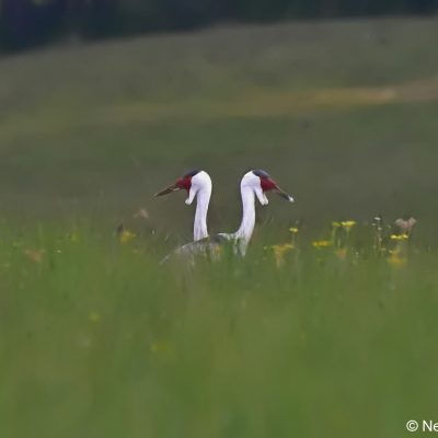 Vrederus farm,  Naudes Nek, Eastern Cape - January 2017