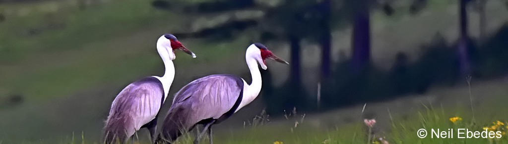 Crane, Wattled