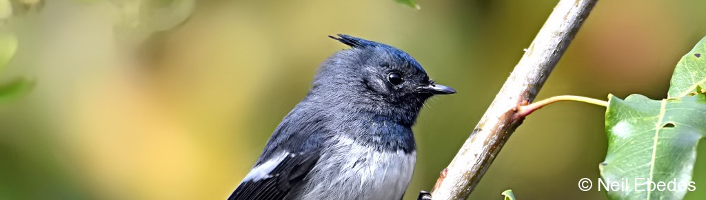 Flycatcher, Blue-mantled Crested