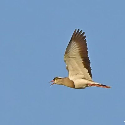 Norscott Slopes NR,  Sept 2016