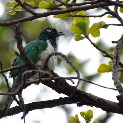 Groenkloof Nature reserve, Gauteng - November 2013