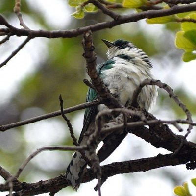 Groenkloof Nature reserve, Gauteng - November 2013