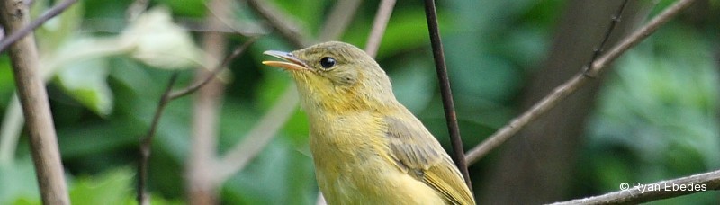 Warbler, Dark-capped Yellow