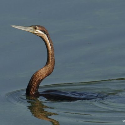 Marievale Bird sanctuary   1 April 2015