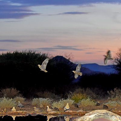 Witsand NP, Northwest - Dec 2015 (Ground level hide)