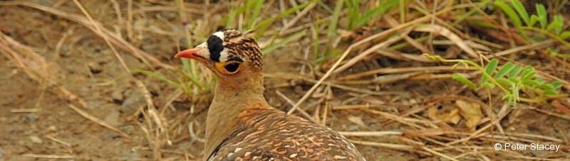 Sandgrouse, Double-banded