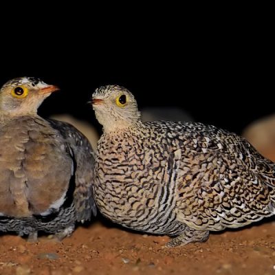 Witsand NP, Northwest - Dec 2015