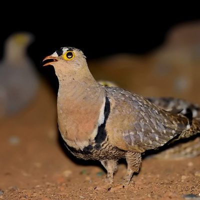 Witsand NP, Northwest - Dec 2015