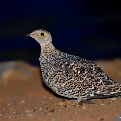 Witsand NP, Northwest - Dec 2015