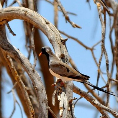 Kruger National Park