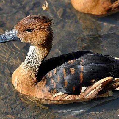 Austin Roberts Bird Sanctuary,  May 2012