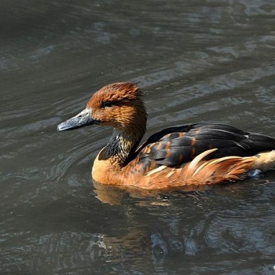 Austin Roberts Bird Sanctuary,  May 2012
