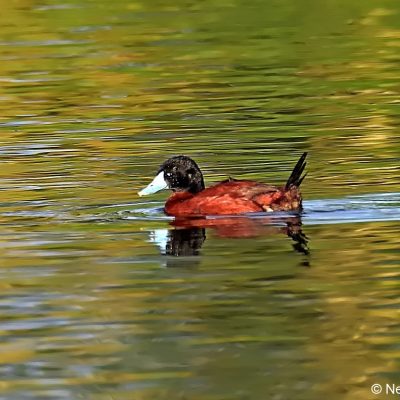  Vrederus Drakensberg, December 2016