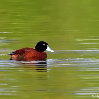  Vrederus Drakensberg, December 2016