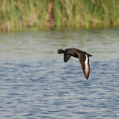 Marievale,  Jan 2008