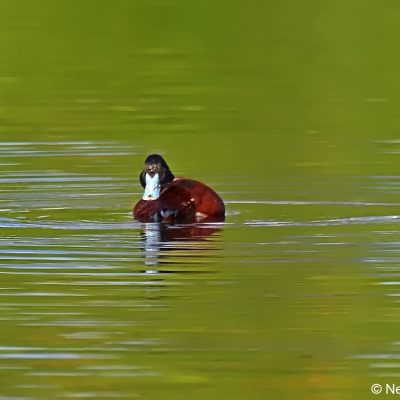  Vrederus Drakensberg, December 2016