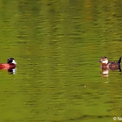December 2016,  Vrederus Drakensberg