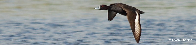Pochard, Southern