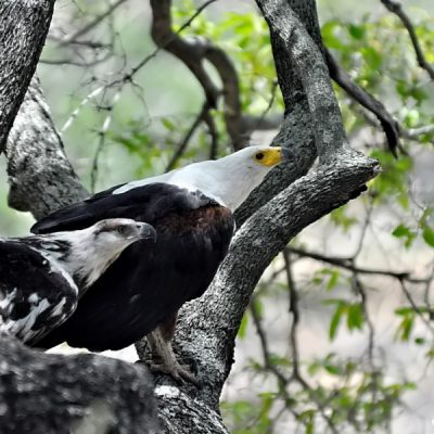 Kruger National Park - December 2012