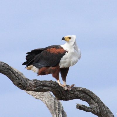 Kruger National Park - May 2008