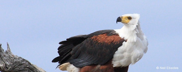 Eagle, African Fish