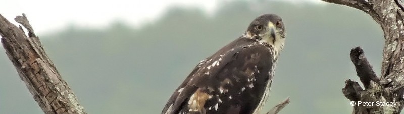 Hawk-eagle, African