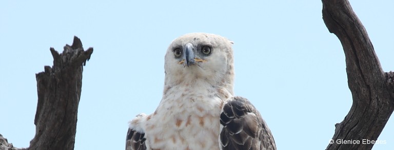 Eagle, African Crowned