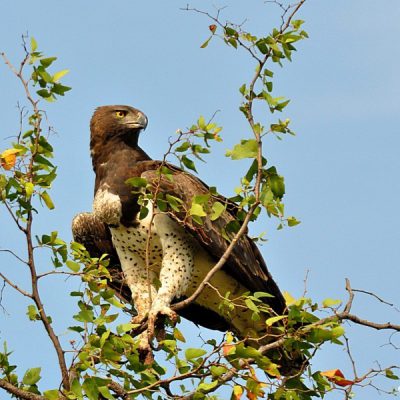 Punda Maria KNP,   Dec 2012