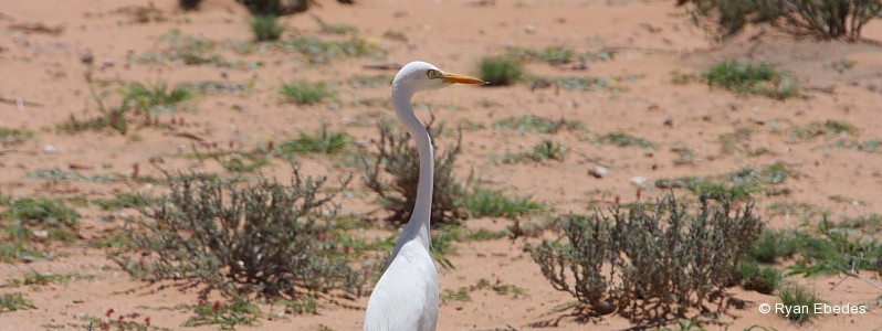 Egret, Yellow-billed