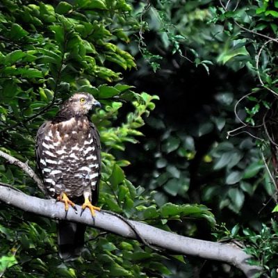 Groenkloof Nature reserve, Tshwane -  Feb 2014