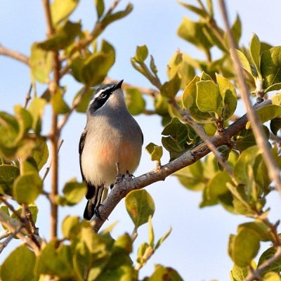  Witsand Nature Reserve, Northern Cape - December 2015