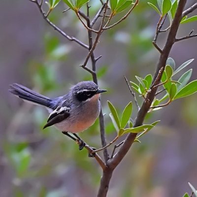 Witsand Nature Reserve, Northern Cape - December 2015
