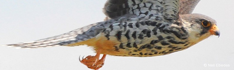 Falcon, Amur